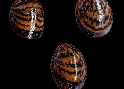 Nerite Snail 1-2cm