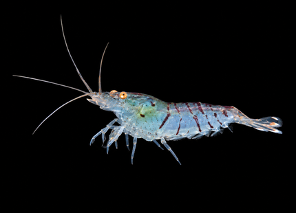 Orange Eye Tiger Shrimp (OEBT)
