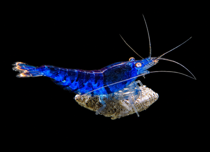 Orange Eye Tiger Shrimp (OEBT)