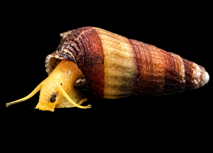 Orange Poso Rabbit Snail