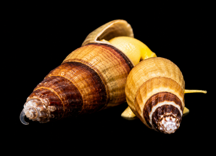 Orange Poso Rabbit Snail
