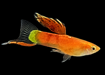 Pink Lower Sword Guppy