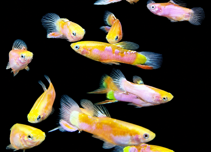 Pink Lower Sword Guppy