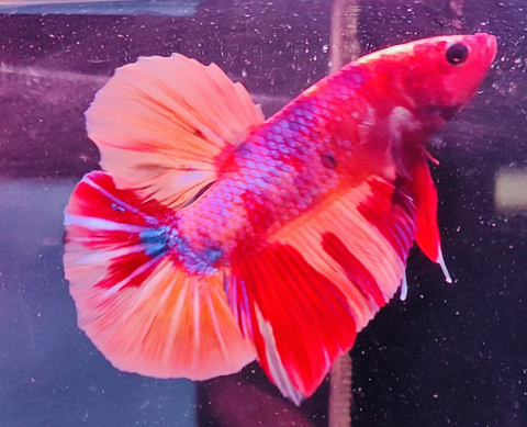 2BT11 - Koi Nemo Giant Plakat Betta Male