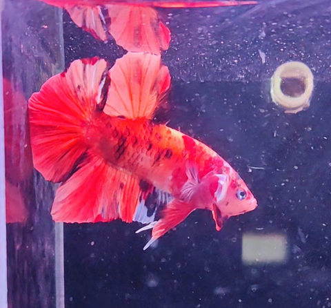 2BT12 - Koi Nemo Giant Plakat Betta Male