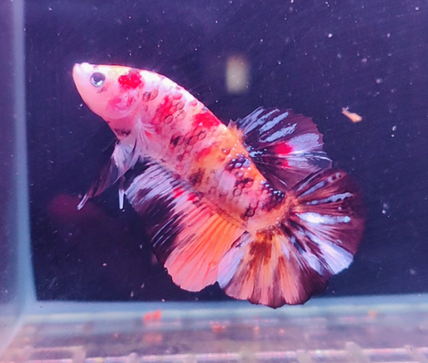 2BT13 - Koi Giant Plakat Betta Male