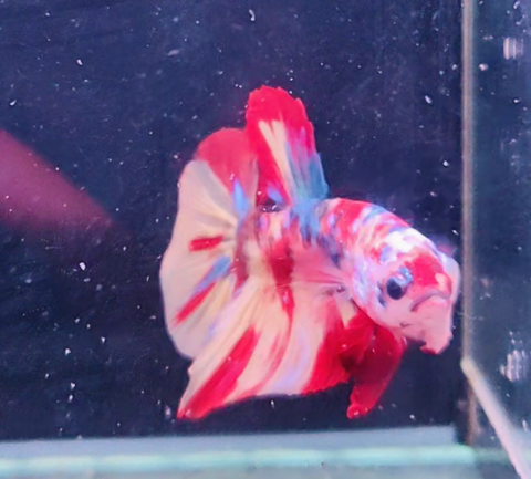 2BT14 - Koi Nemo Giant Halfmoon Betta Male