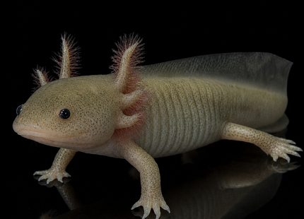 [LOCATED OFFSITE - PLEASE MESSAGE BEFORE PURCHASING] Olive/ Wild Axolotl 12-15cm