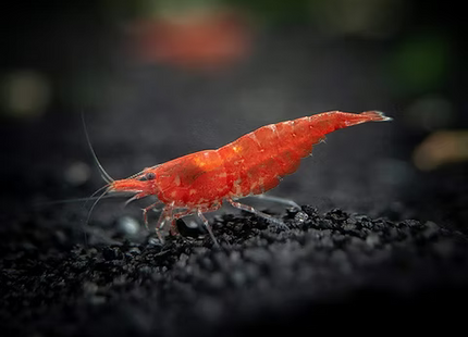 Red Cherry Shrimp