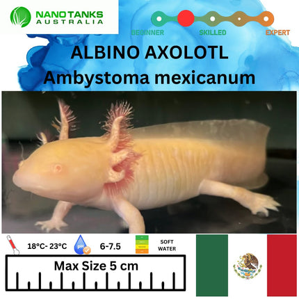 Albino Axolotl 15cm **located offsite** - Nano Tanks Australia Aquarium Shop