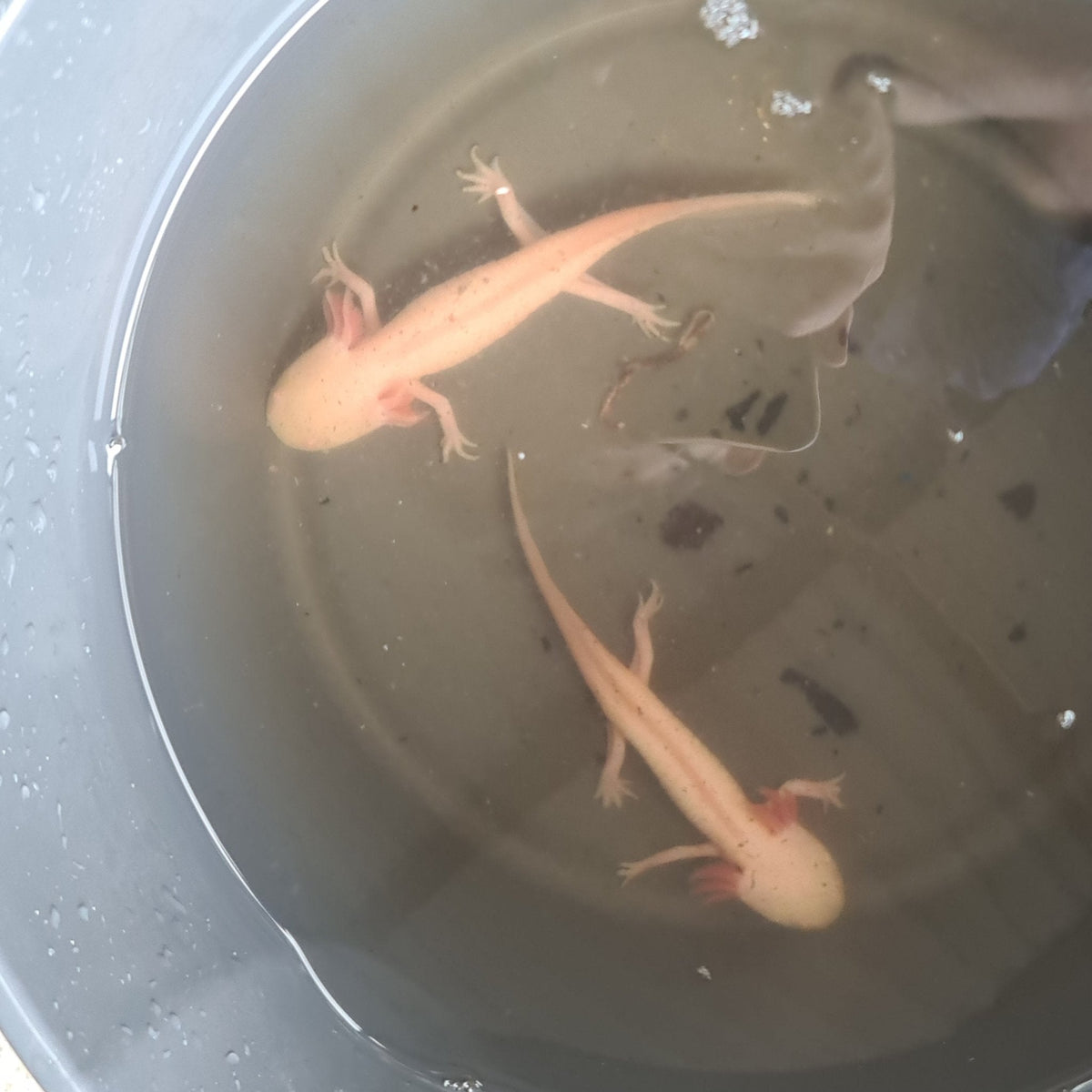 Albino Axolotl 15cm **located offsite** - Nano Tanks Australia Aquarium Shop