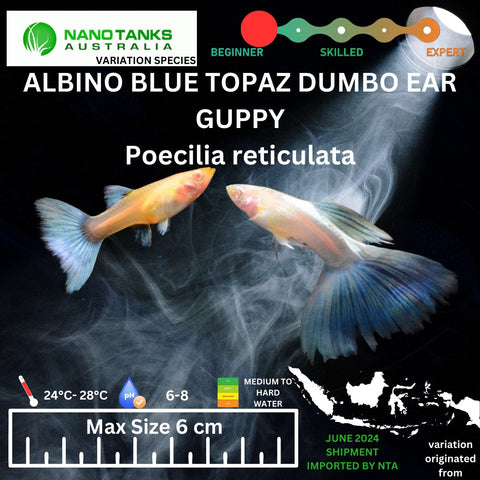 Albino Blue Topaz Dumbo Ear Guppy (Sold as pairs) - Nano Tanks Australia Aquarium Shop