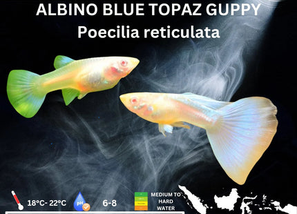 Albino Blue Topaz Guppy - Nano Tanks Australia Aquarium Shop