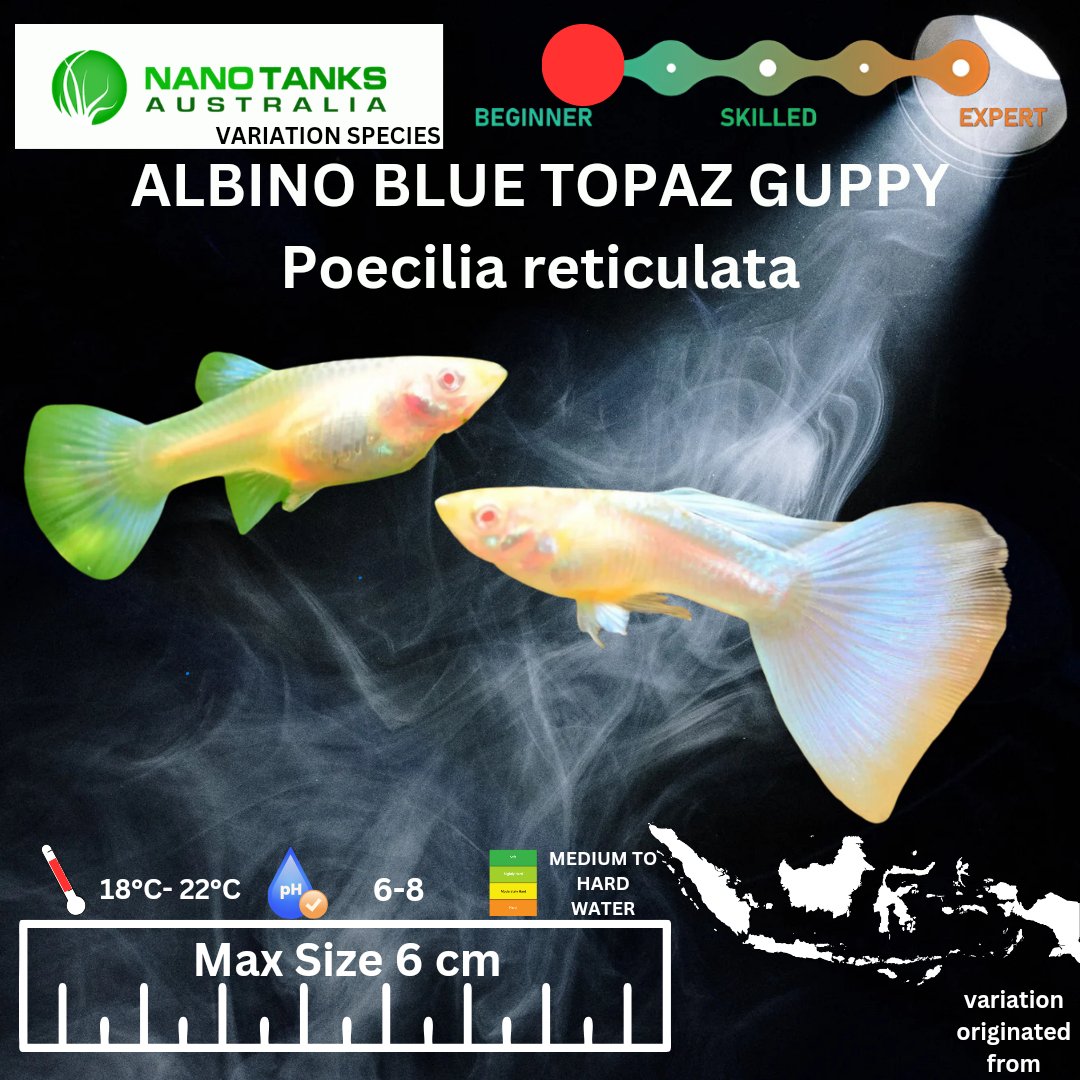 Albino Blue Topaz Guppy - Nano Tanks Australia Aquarium Shop