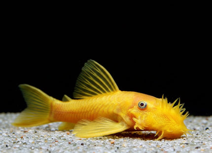 Albino Bristlenose 3-4cm - Nano Tanks Australia