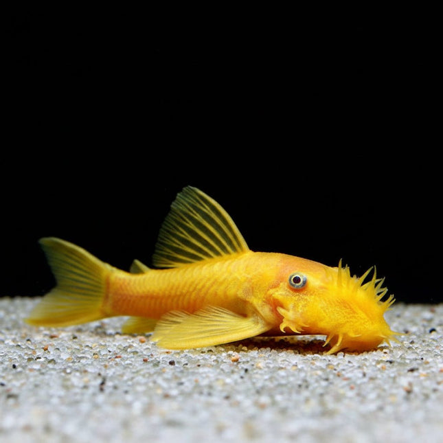Albino Bristlenose 3-4cm - Nano Tanks Australia