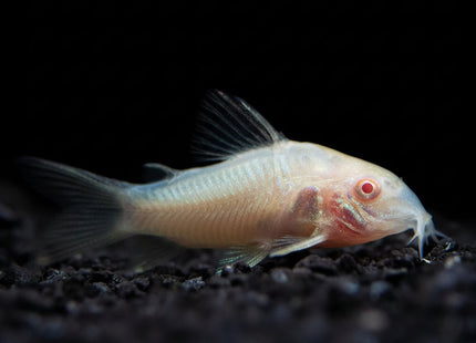 Albino Bronze Corydoras (Aenus) 3cm - Nano Tanks Australia
