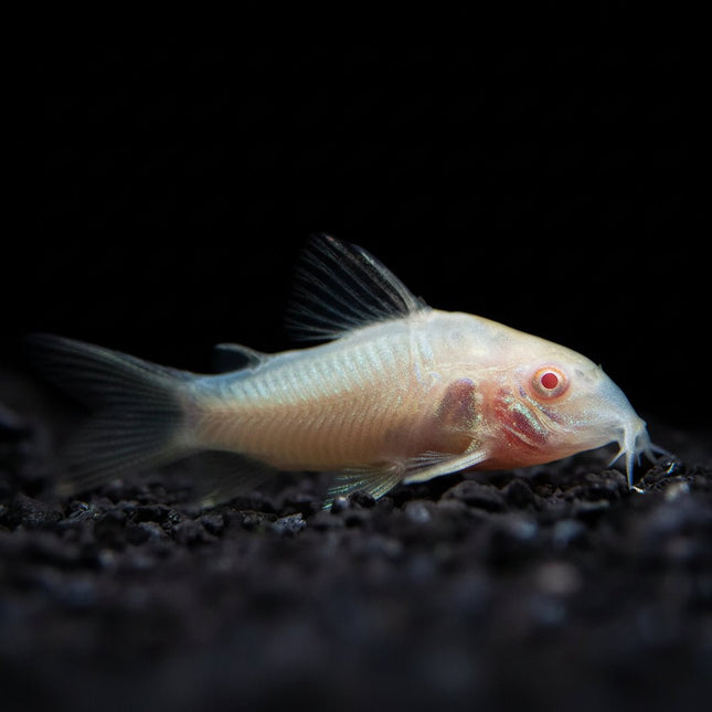 Albino Bronze Corydoras (Aenus) 3cm - Nano Tanks Australia
