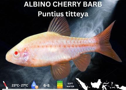 Albino Cherry Barb Puntius titteya 3cm - Nano Tanks Australia Aquarium Shop