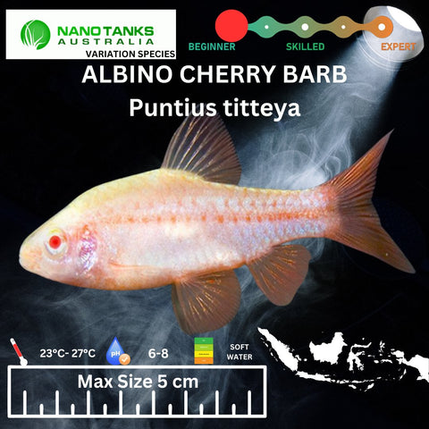 Albino Cherry Barb Puntius titteya 3cm - Nano Tanks Australia Aquarium Shop