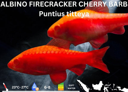 Albino Firecracker Cherry Barb Puntius titteya 3cm - Nano Tanks Australia Aquarium Shop
