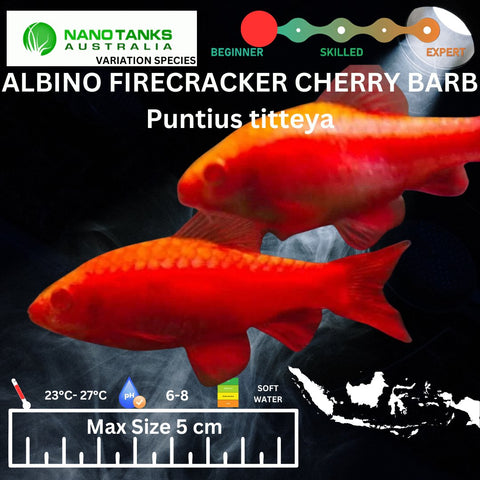 Albino Firecracker Cherry Barb Puntius titteya 3cm - Nano Tanks Australia Aquarium Shop