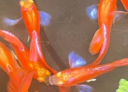 Albino Full Red Blue Ear Guppy - Nano Tanks Australia Aquarium Shop