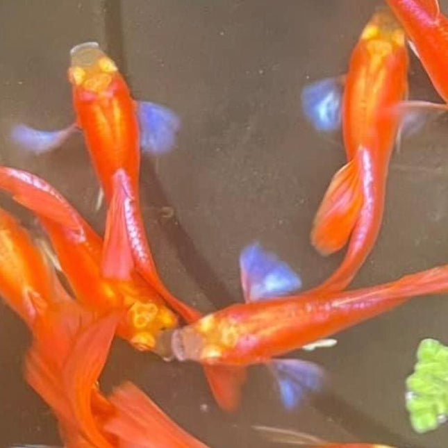 Albino Full Red Blue Ear Guppy - Nano Tanks Australia Aquarium Shop