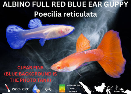 Albino Full Red Blue Ear Guppy (Sold as pairs) - Nano Tanks Australia Aquarium Shop