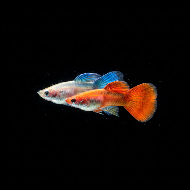 Albino Full Red Blue Ear Guppy (Sold as pairs) - Nano Tanks Australia Aquarium Shop