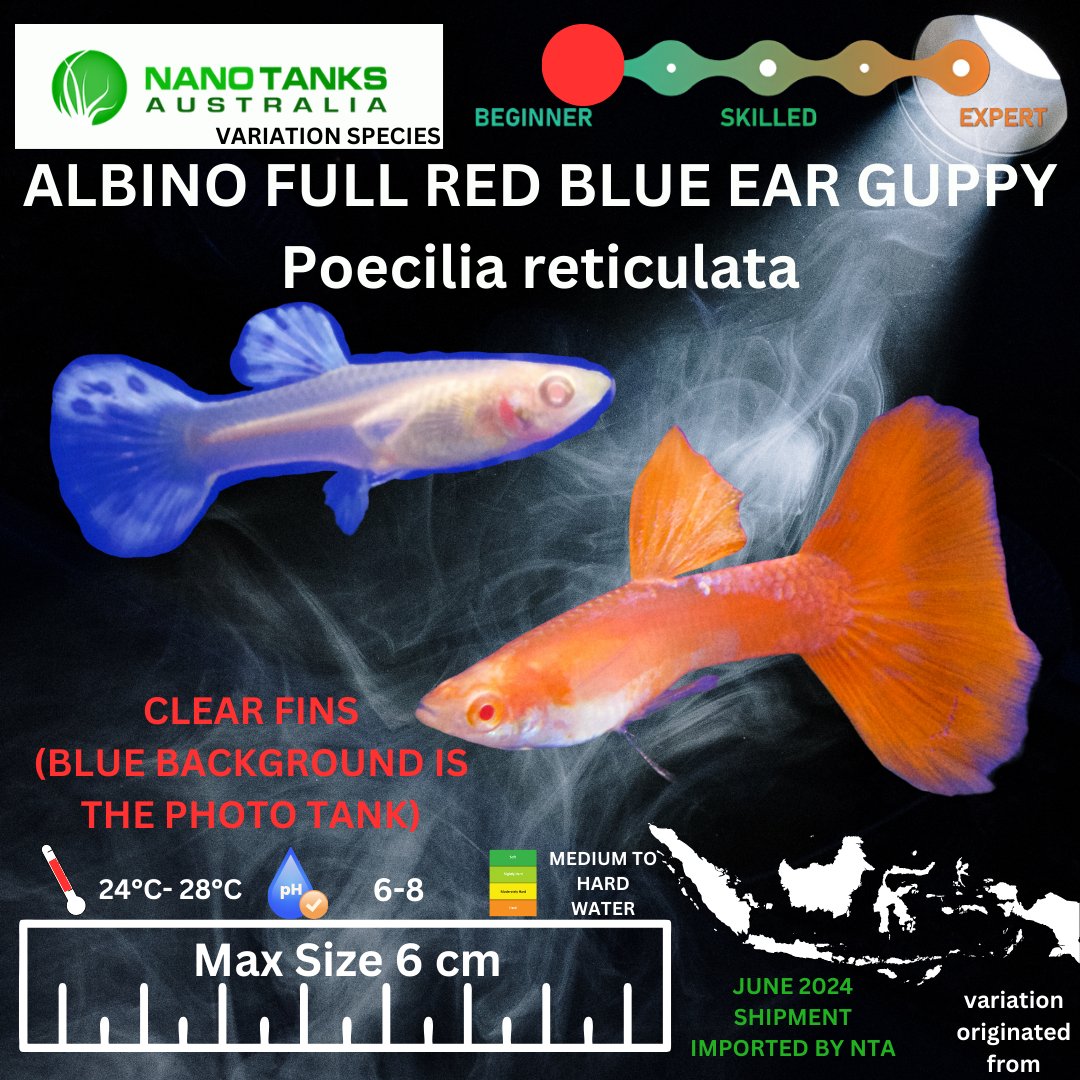 Albino Full Red Blue Ear Guppy (Sold as pairs) - Nano Tanks Australia Aquarium Shop