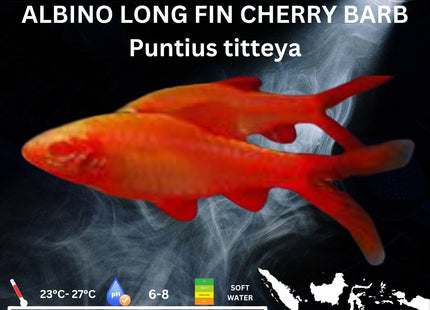 Albino Long Fin Cherry Barb Puntius titteya 3cm - Nano Tanks Australia Aquarium Shop