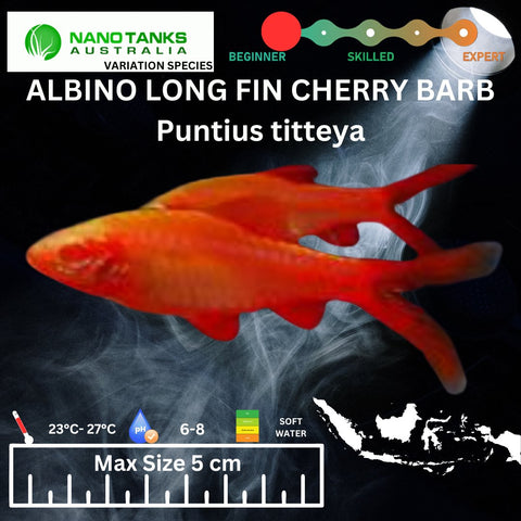 Albino Long Fin Cherry Barb Puntius titteya 3cm - Nano Tanks Australia Aquarium Shop