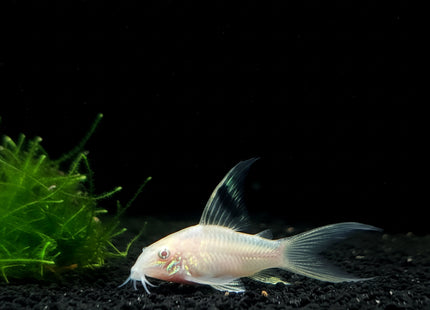 Albino Long Fin Corydoras Aenus (Bronze) 3 - 5cm - Nano Tanks Australia