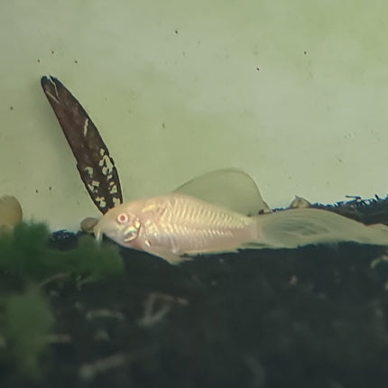 Albino Long Fin Corydoras Aenus (Bronze) 3 - 5cm - Nano Tanks Australia