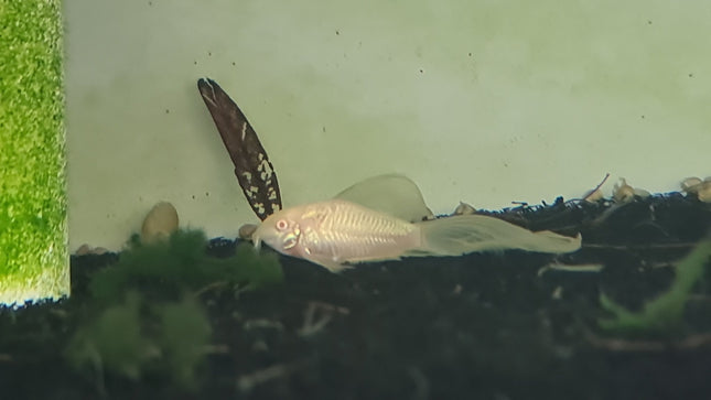 Albino Long Fin Corydoras Aenus (Bronze) 3 - 5cm - Nano Tanks Australia