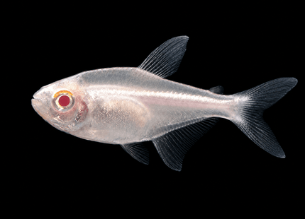 Albino Neon Tetra 2-4cm - Nano Tanks Australia