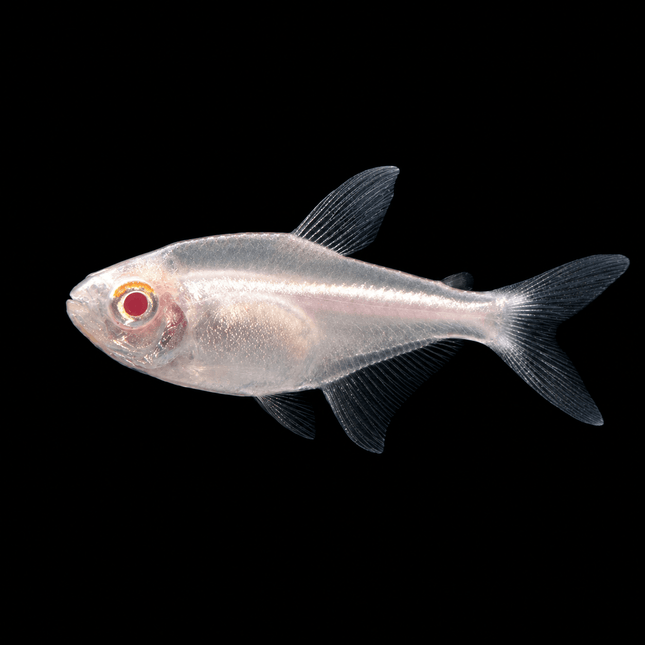 Albino Neon Tetra 2-4cm - Nano Tanks Australia