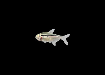 Albino Neon Tetra (Paracheirodon innesi) 3cm