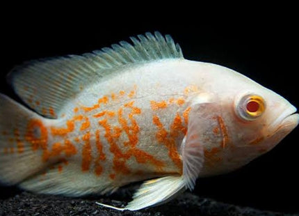 Albino Oscar - Nano Tanks Australia Aquarium Shop
