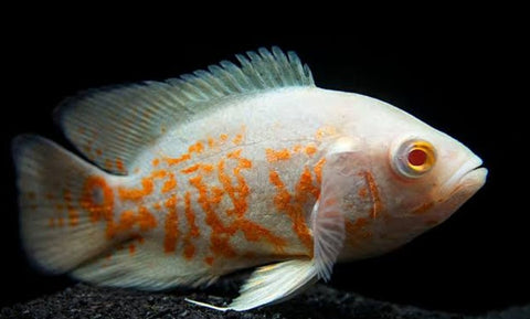 Albino Oscar - Nano Tanks Australia Aquarium Shop