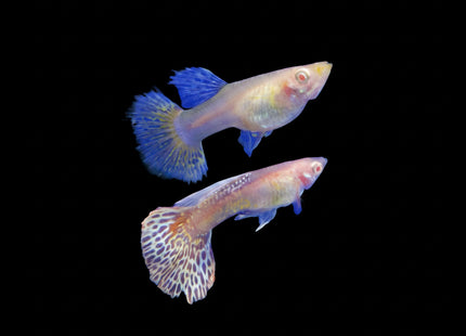 Albino Pink Dragon Guppy (Sold as pairs) - Nano Tanks Australia Aquarium Shop