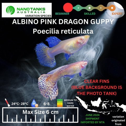 Albino Pink Dragon Guppy (Sold as pairs) - Nano Tanks Australia Aquarium Shop