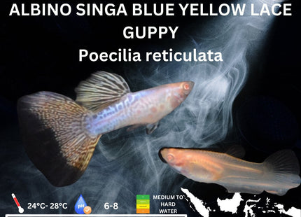 Albino Singa Blue Yellow Lace Guppy (Sold as pairs) - Nano Tanks Australia Aquarium Shop
