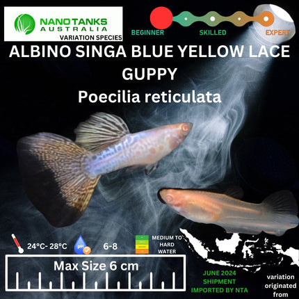 Albino Singa Blue Yellow Lace Guppy (Sold as pairs) - Nano Tanks Australia Aquarium Shop