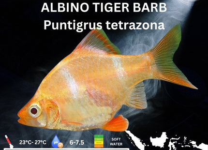 Albino Tiger Barbs Puntigrus tetrazona 2-4cm - Nano Tanks Australia Aquarium Shop