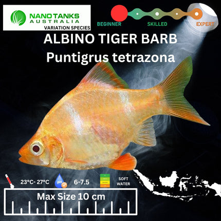 Albino Tiger Barbs Puntigrus tetrazona 2-4cm - Nano Tanks Australia Aquarium Shop