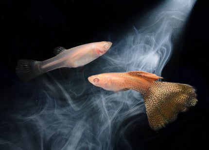 Albino Yellow Lace Guppy (Sold as pairs) - Nano Tanks Australia Aquarium Shop