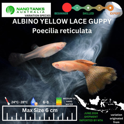 Albino Yellow Lace Guppy (Sold as pairs) - Nano Tanks Australia Aquarium Shop