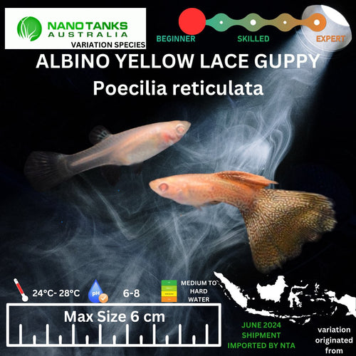 Albino Yellow Lace Guppy (Sold as pairs)